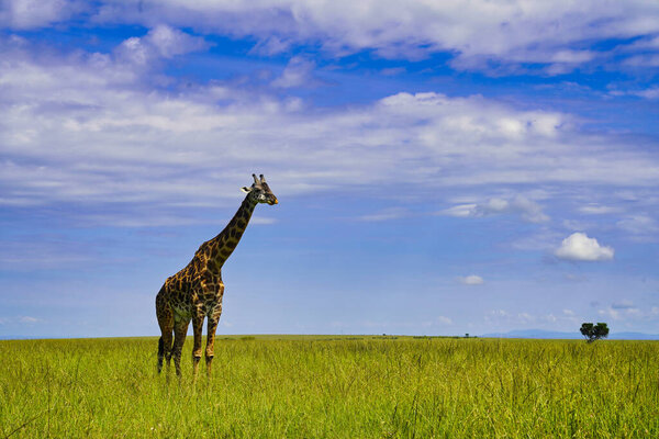 A Lone Giraffe against a blue sky in the Maasai Mara Game reserve, Kenya, Africa