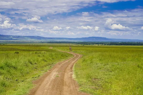 Bir Yalnız Zürafa, Kenya, Afrika 'daki Maasai Mara oyun parkının uçsuz bucaksız ovalarında oyun parkurlarından geçiyor.