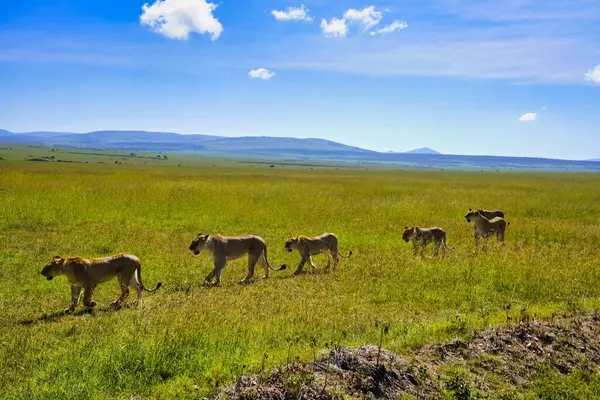 Bir aslan sürüsü, Kenya, Afrika 'daki Maasai Mara oyun parkının engin otlaklarında av avına çıkar.