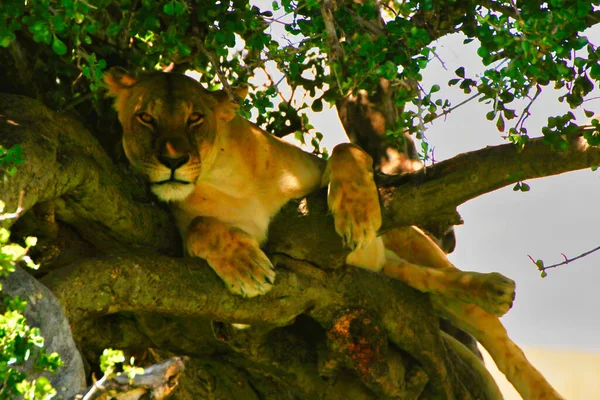 Lioness resting in the tree branches gazes out for possible danger in the Maasai Mara, Kenya, Africa