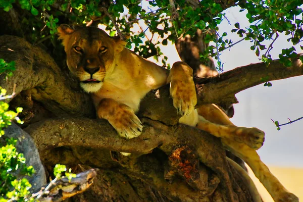 Lioness resting in the tree branches gazes out for possible danger in the Maasai Mara, Kenya, Africa