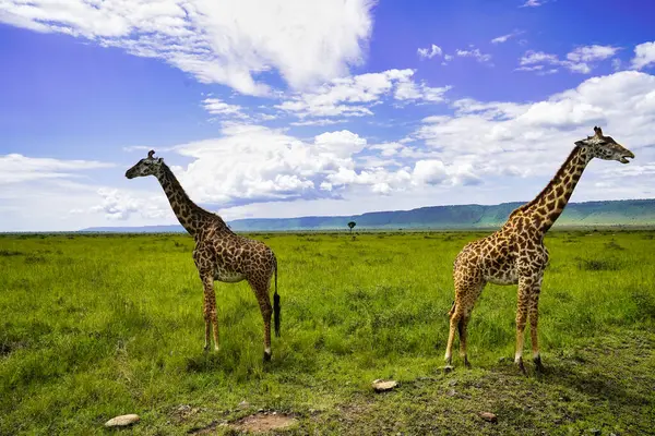 Pair Giraffes Maintain Vigil Vast Grasslands Maasai Mara Kenya Africa Stock Image