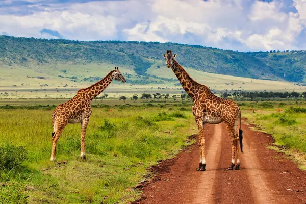Pair Giraffes Safari Trail Mara Triangle Area Maasai Mara Game Stock Image
