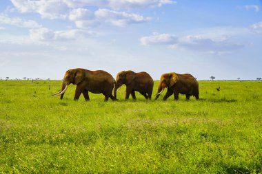 Üç görkemli yetişkin fil Tsavo Doğu Ulusal Parkı, Kenya, Afrika 'da Savana' yı geçiyor.