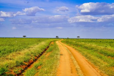 Tsavo 'daki av yolları, volkanik mineraller ve demir zengini kırmızı kil yatakları nedeniyle kıpkırmızı renktedir.