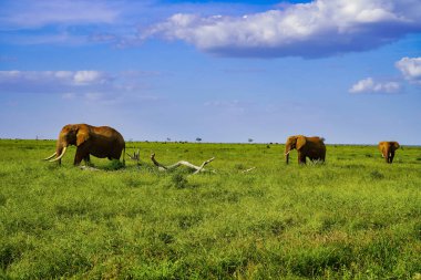 Üç görkemli yetişkin fil Tsavo Doğu Ulusal Parkı, Kenya, Afrika 'da Savana' yı geçiyor.
