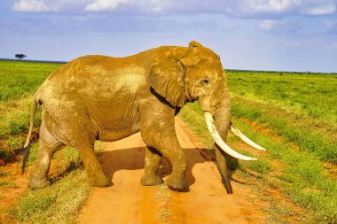 Tsavo 'nun kırmızı çamuruna bulanmış bir fil Tsavo Doğu Ulusal Parkı, Kenya, Afrika' daki av yolundan geçiyor.