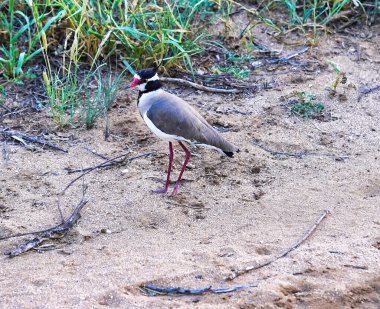 Tsavo Doğu Ulusal Parkı, Kenya, Afrika 'daki safari patikalarında