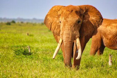 Tsavo 'nun kırmızı çamuruyla kaplı Majestic Fil, Tsavo Doğu Ulusal Parkı, Kenya, Afrika' daki oyun parklarında turistlere bakıyor.