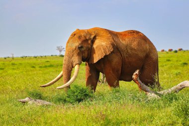 Tsavo 'nun kırmızı çamuruyla kaplı Majestic Fil, Tsavo Doğu Ulusal Parkı, Kenya, Afrika' daki oyun parklarında turistlere bakıyor.