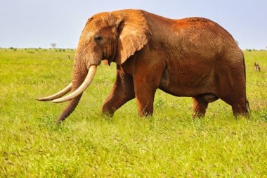 Tsavo 'nun kırmızı çamuruyla kaplı Majestic Fil, Tsavo Doğu Ulusal Parkı, Kenya, Afrika' daki oyun parklarında turistlere bakıyor.