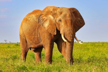 Tsavo 'nun kırmızı çamuruyla kaplı Majestic Fil, Tsavo Doğu Ulusal Parkı, Kenya, Afrika' daki oyun parklarında turistlere bakıyor.