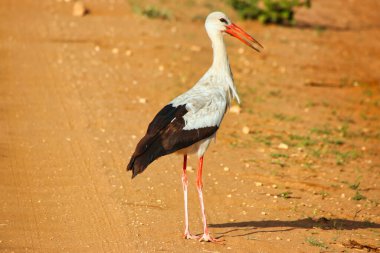 Zarif görünümlü bir Beyaz Leylek Tsavo Doğu Ulusal Parkı, Kenya, Afrika 'da böcek aramak için oyun boyunca yürür.