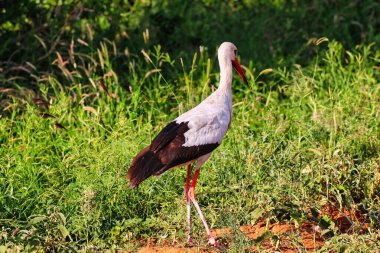 Zarif görünümlü bir Beyaz Leylek Tsavo Doğu Ulusal Parkı, Kenya, Afrika 'da böcek aramak için oyun boyunca yürür.