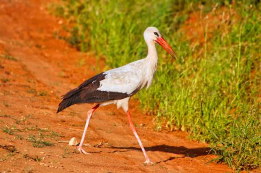 Zarif görünümlü bir Beyaz Leylek Tsavo Doğu Ulusal Parkı, Kenya, Afrika 'da böcek aramak için oyun boyunca yürür.