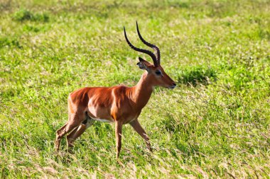 Muhteşem boynuzlu bir erkek İmpala Tsavo Doğu Ulusal Parkı, Kenya, Afrika 'da savana boyunca dik dik bakıyor.
