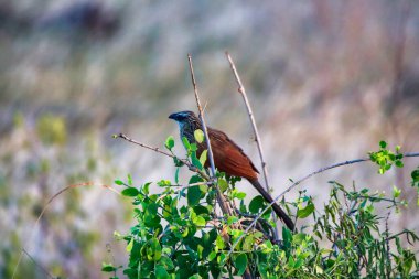 Beyaz Kaşlı Coucal Tsavo Doğu Ulusal Parkı, Kenya, Afrika 'da bir çalılıkta
