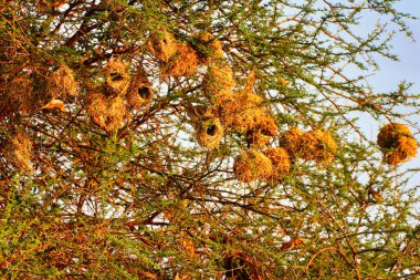 Weaver 'ın teklifleri Tsavo Doğu Ulusal Parkı, Kenya, Afrika' daki uzun ağaçlara asılı.