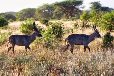 İki erkek su parkı Tsavo Doğu Ulusal Parkı, Kenya, Afrika 'da sürü hakimiyeti için savaşıyor.