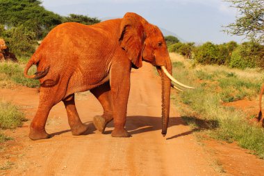 Tipik Tsavo kırmızı çamuru ile kaplanmış koyu kırmızı renkli bir Tsavo Fili Tsavo Doğu Ulusal Parkı, Kenya, Afrika 'da oyun parklarını geçer.