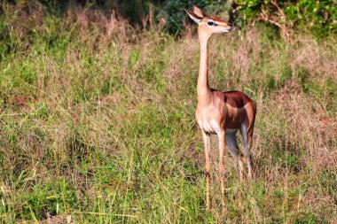Yalnız Gerenuk ya da Zürafa ceylan antilobu uzun boynunu Tsavo Doğu Ulusal Parkı, Kenya, Afrika 'daki kısa çalılıklara dikkat etmek için kullanır.