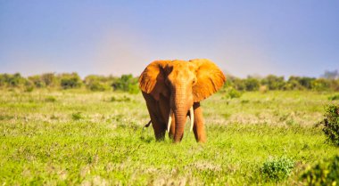 Parlak kırmızı renkli bir Tsavo Fili Savana 'yı Tsavo Doğu Ulusal Parkı, Kenya, Afrika' da geçer.
