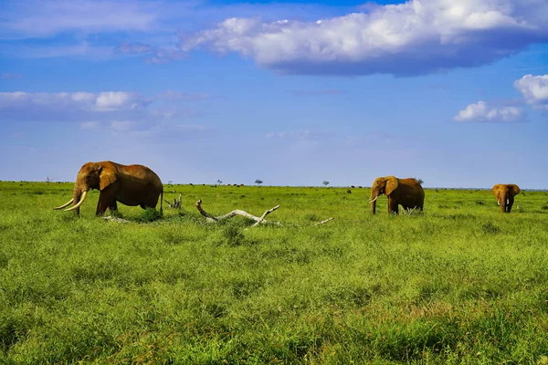 Three majestic adult elephants cross the Savanna at Tsavo East National Park, Kenya, Africa