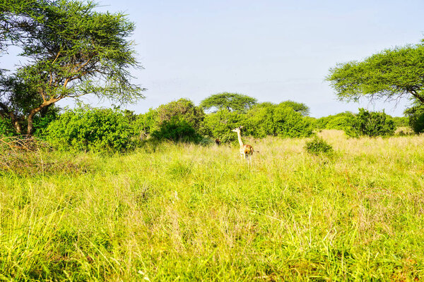A Lone Gerenuk or Giraffe Gazelle antelope uses its long neck to watch out for danger over short bushes at Tsavo East National Park, Kenya, Africa