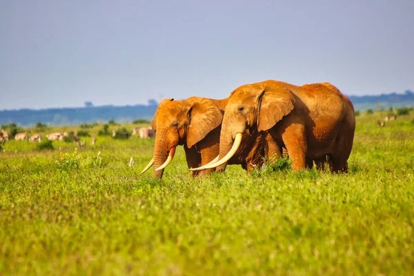 Tsavo Doğu Ulusal Parkı, Kenya, Afrika 'da karakteristik Tsavo kırmızı kil renkleriyle kaplanmış iki muhteşem Tsavo Fili.