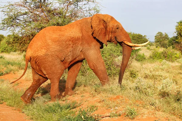 A Deep red coloured Tsavo Elephant coated in the typical Tsavo red clay crosses the game trails at Tsavo East National Park, Kenya, Africa