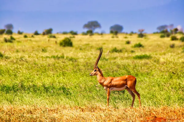 A lone Grants Gazelle watches out for danger at Tsavo East National Park, Kenya, Africa