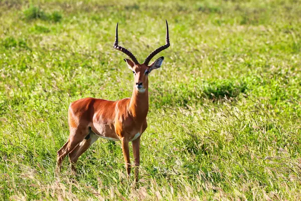 Magnificient Male Impala Imposing Horns Gazes Savanna Tsavo East National Stock Photo