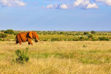 Kızıl bir toz kaplı Tsavo Fili muhteşem Tsavo Doğu Ulusal Parkı, Kenya, Afrika 'nın uçsuz bucaksız ovalarını geçer.