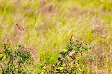 Bir çift sarı boğazlı uzun pençeli kuş Tsavo Doğu Ulusal Parkı, Kenya, Afrika 'da bir çalılıkta
