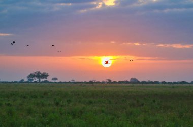 Akşam güneşi alevler içinde batıyor kuşlar Tsavo 'nun geniş ovalarında uçarken bile Tsavo Doğu Ulusal Parkı, Kenya, Afrika