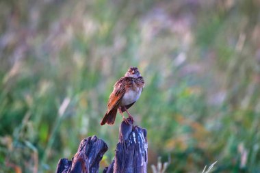 Rufous Naped Lark, Tsavo Doğu Ulusal Parkı, Kenya, Afrika 'da bir çalıda şarkı söylüyor.