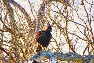 Uzun Tepeli Kartal, Maasai Mara, Kenya, Afrika 'daki bir ağaç tepesinden av arıyor.