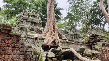 Ta Phrom - 12. yüzyıl Angkor Khmer Tapınağı Jayavarman VII tarafından inşa edilmiş ve tapınak yapısıyla iç içe geçmiş, Angeline Jolie 'nin Siem Reap, Kamboçya, Asya' da oynadığı Tomb Raider filmiyle ünlüdür.