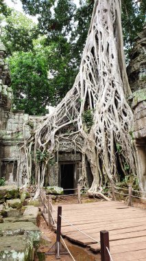 Ta Phrom - 12. yüzyıl Angkor Khmer Tapınağı Jayavarman VII tarafından inşa edilmiş ve tapınak yapısıyla iç içe geçmiş, Angeline Jolie 'nin Siem Reap, Kamboçya, Asya' da oynadığı Tomb Raider filmiyle ünlüdür.