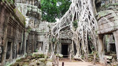 Ta Phrom - 12. yüzyıl Angkor Khmer Tapınağı Jayavarman VII tarafından inşa edilmiş ve tapınak yapısıyla iç içe geçmiş, Angeline Jolie 'nin Siem Reap, Kamboçya, Asya' da oynadığı Tomb Raider filmiyle ünlüdür.