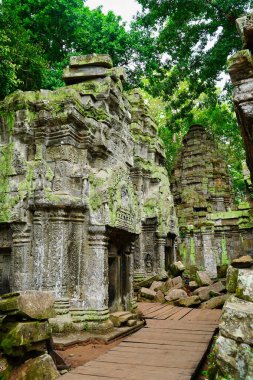 Ta Phrom 'un İç Manzarası - 12. yüzyıl Angkor Khmer Tapınağı Jayavarman VII tarafından inşa edilmiş ve tapınak yapısıyla iç içe geçmiş, Angeline Jolie' nin Siem Reap, Kamboçya, Asya 'da oynadığı Tomb Raider filmiyle ünlü