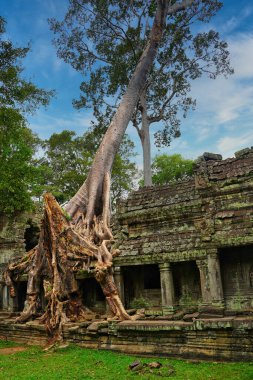Preah Khan - 12. yüzyıl tapınağı Khmer Kralı Jayavarman VII tarafından inşa edildi tipik Angkor tarzıyla iç içe geçmiş tetrameles ağacı kökleri Siem Reap, Kamboçya, Asya
