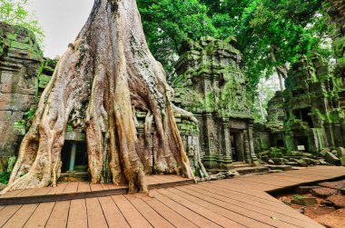 Ta Phrom - 12. yüzyıl Angkor Khmer Tapınağı Jayavarman VII tarafından inşa edilmiş ve tapınak yapısıyla iç içe geçmiş, Angeline Jolie 'nin Siem Reap, Kamboçya, Asya' da oynadığı Tomb Raider filmiyle ünlüdür.