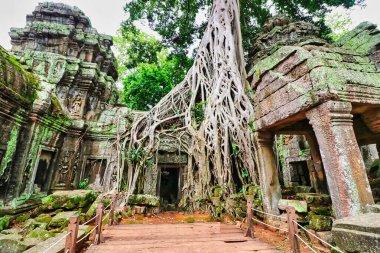 Ta Phrom - 12. yüzyıl Angkor Khmer Tapınağı Jayavarman VII tarafından inşa edilmiş ve tapınak yapısıyla iç içe geçmiş, Angeline Jolie 'nin Siem Reap, Kamboçya, Asya' da oynadığı Tomb Raider filmiyle ünlüdür.