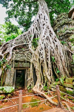 Ta Phrom - 12. yüzyıl Angkor Khmer Tapınağı Jayavarman VII tarafından inşa edilmiş ve tapınak yapısıyla iç içe geçmiş, Angeline Jolie 'nin Siem Reap, Kamboçya, Asya' da oynadığı Tomb Raider filmiyle ünlüdür.