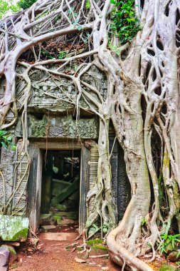 Ta Phrom - 12. yüzyıl Angkor Khmer Tapınağı Jayavarman VII tarafından inşa edilmiş ve tapınak yapısıyla iç içe geçmiş, Angeline Jolie 'nin Siem Reap, Kamboçya, Asya' da oynadığı Tomb Raider filmiyle ünlüdür.