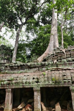 Ta Phrom - 12. yüzyıl Angkor Khmer Tapınağı Jayavarman VII tarafından inşa edilmiş ve tapınak yapısıyla iç içe geçmiş, Angeline Jolie 'nin Siem Reap, Kamboçya, Asya' da oynadığı Tomb Raider filmiyle ünlüdür.