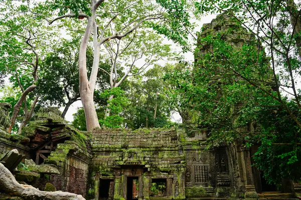 Ta Phrom - 12. yüzyıl Angkor Khmer Tapınağı Jayavarman VII tarafından inşa edilmiş ve tapınak yapısıyla iç içe geçmiş, Angeline Jolie 'nin Siem Reap, Kamboçya, Asya' da oynadığı Tomb Raider filmiyle ünlüdür.