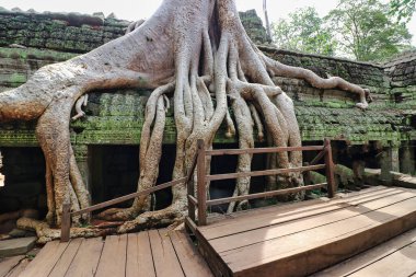 Ta Phrom - 12. yüzyıl Angkor Khmer Tapınağı Jayavarman VII tarafından inşa edilmiş ve tapınak yapısıyla iç içe geçmiş, Angeline Jolie 'nin Siem Reap, Kamboçya, Asya' da oynadığı Tomb Raider filmiyle ünlüdür.