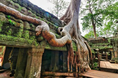 Ta Phrom - 12. yüzyıl Angkor Khmer Tapınağı Jayavarman VII tarafından inşa edilmiş ve tapınak yapısıyla iç içe geçmiş, Angeline Jolie 'nin Siem Reap, Kamboçya, Asya' da oynadığı Tomb Raider filmiyle ünlüdür.